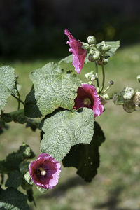 Close-up of pink flowering plant