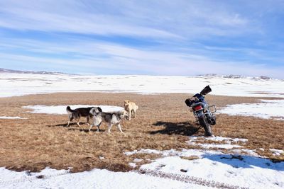 View of horse on snow field against sky