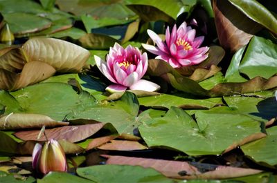 Lotus water lily amidst leaves in pond