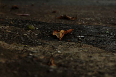 Close-up of dry leaves on ground