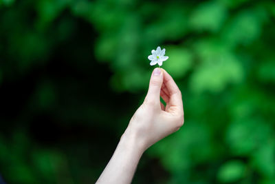 Close-up of hand holding small white flower