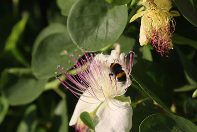 Close-up of bee pollinating on flower