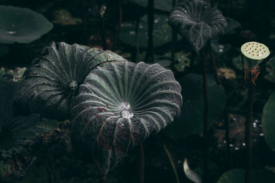 Close-up of flowering plants growing in pond