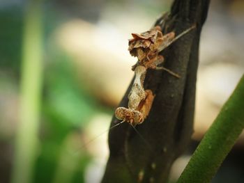 Close-up of insect on tree