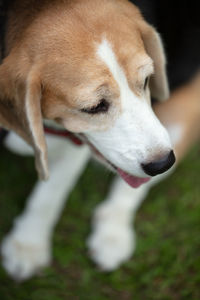 Close-up of dog