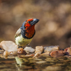 Close-up of bird perching on rock