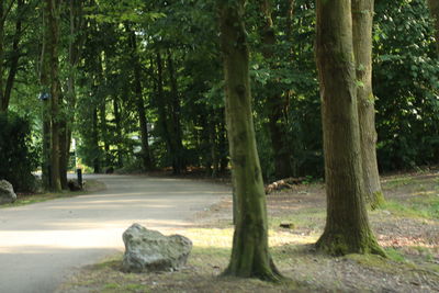 View of trees in the forest