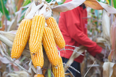 Full frame shot of corn at market stall
