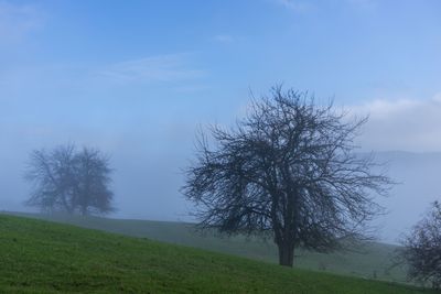 Bare tree on field against sky