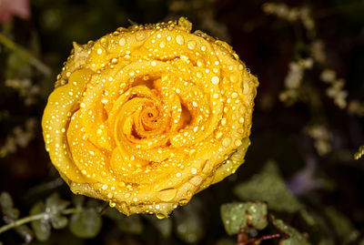 Close-up of wet rose