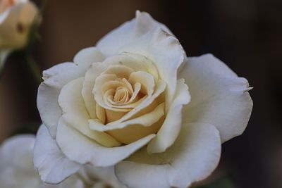 Close-up of white rose