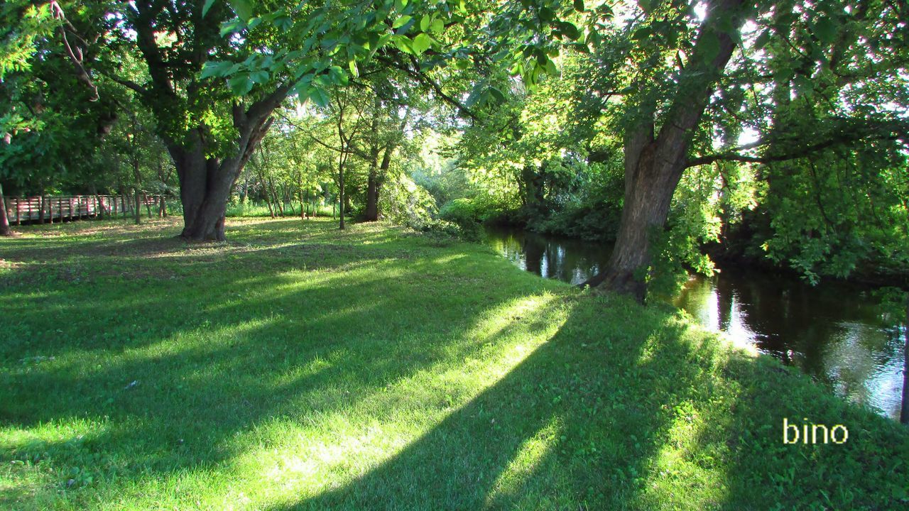 tree, sunlight, shadow, grass, green color, nature, outdoors, summer, day, scenics, no people, tranquility, growth, beauty in nature