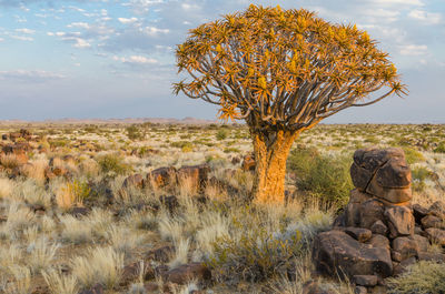 View of tree on landscape against sky