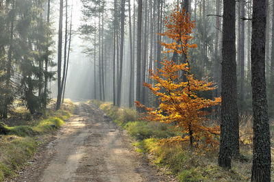 Footpath amidst trees in forest during autumn