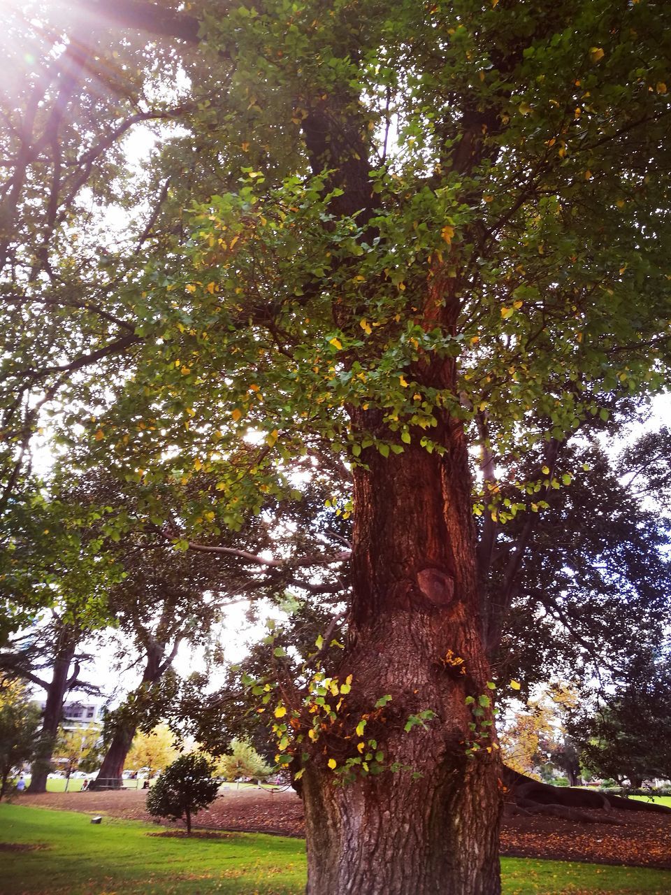 tree, tree trunk, nature, growth, tranquility, beauty in nature, day, no people, branch, outdoors