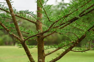 Close-up of tree