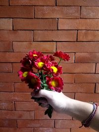 Close-up of hand holding red flowers