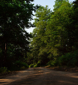 Road amidst trees in forest against sky