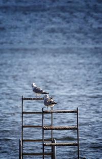 Seagulls perching on building structure against sea