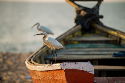 Close-up of a bird