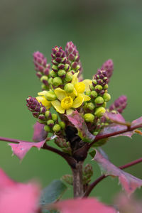 Close-up of red flowering plant