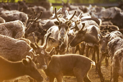 Herd of svalbard reindeer