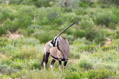 Horse standing in field