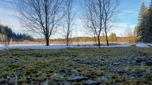 Bare trees on snow covered landscape