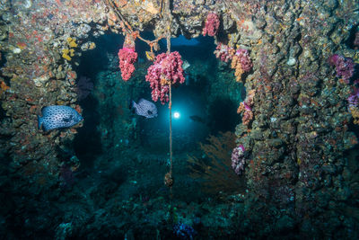 View of fish swimming in sea