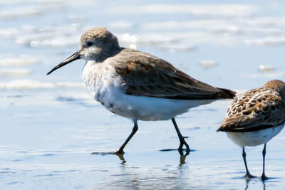 Close-up of seagull perching on a beach