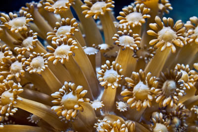 Close-up of white flowering plants