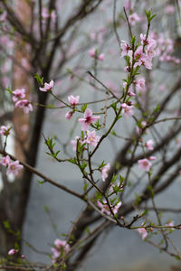 Close-up of pink cherry blossoms in spring