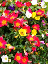 Close-up of pink flowers