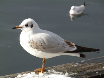 Seagull perching on a sea