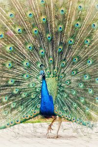 Peacock feathers against blue wall
