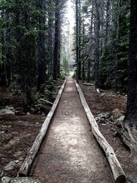 Road passing through forest