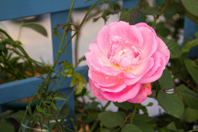 Close-up of pink rose