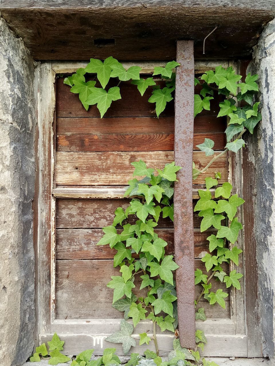 IVY GROWING ON BUILDING WALL