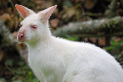 Close-up of wallaby on field