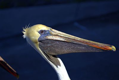 Close-up of pelican perching