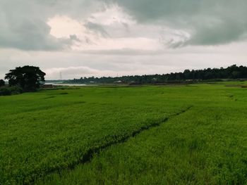 Scenic view of agricultural field against sky