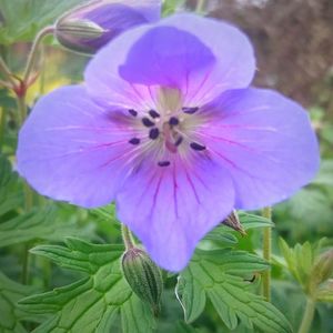 Close-up of purple flowers blooming outdoors