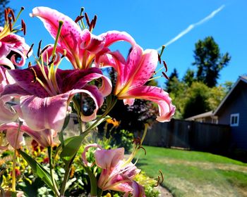 Close-up of pink flowering plant against sky