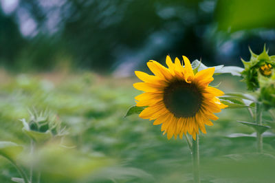 Close-up of sunflower on field