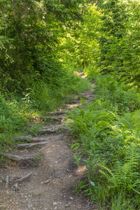 Footpath amidst plants in forest