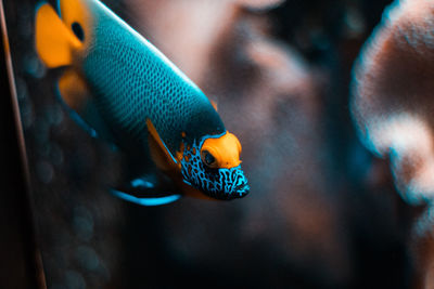 Close-up of fish swimming in aquarium
