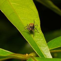 Close-up of fly on leaf