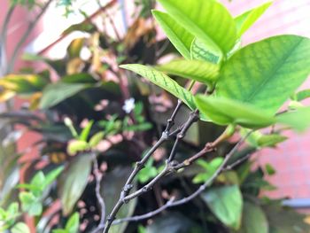 Close-up of fresh green plant