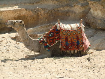 View of a camel on sand