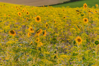 Scenic view of sunflower field